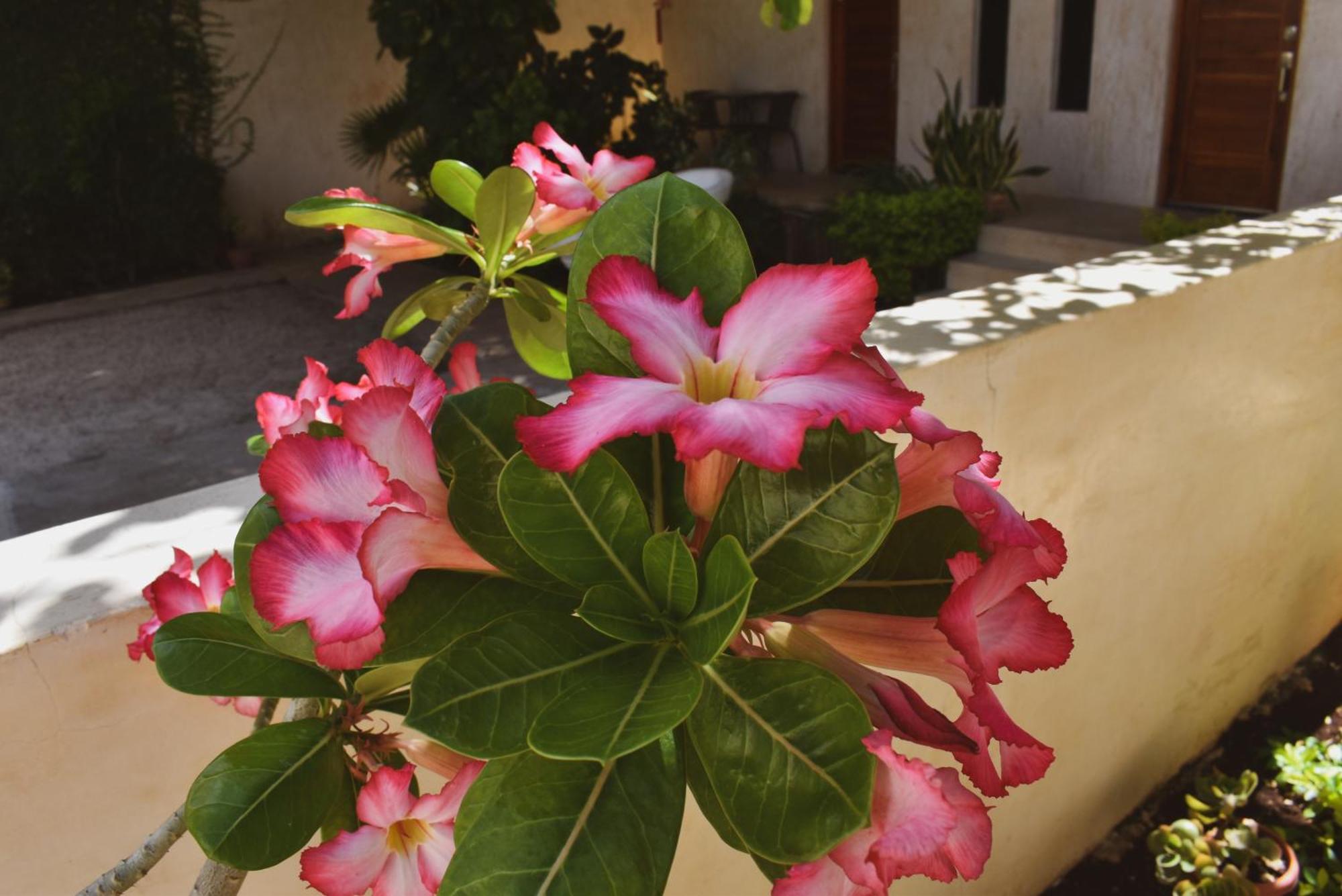Hotel Boutique Bugambilias วัลลาโดลิด ภายนอก รูปภาพ